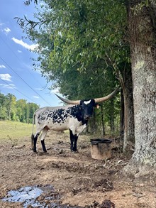 RIVERFORK BLACKEYED SUZY